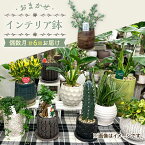 【ふるさと納税】【6回定期便】 おまかせ そのまま飾れる インテリアグリーン / 観葉植物 植物 インテリア / 大村市 アトリウム琴花園[ACAB008]