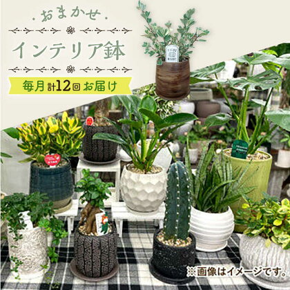 【年12回定期便 】おまかせ そのまま飾れる インテリアグリーン 植物 観葉植物 インテリア 大村市 アトリウム琴花園[ACAB011]