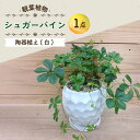 2位! 口コミ数「1件」評価「5」シュガーバイン 陶器植え (白) / 陶器 観葉植物 鉢植え 植物 インテリア / 大村市 アトリウム琴花園[ACAB012]