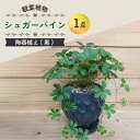 【ふるさと納税】シュガーバイン 陶器植え (黒) / 陶器 観葉植物 鉢植え 植物 インテリア / 大村市 / アトリウム琴花園[ACAB013]