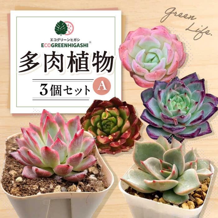 【ふるさと納税】オリジナル鉢付き！かわいい売れ筋多肉植物お届けセットA / 観葉植物 多肉 多肉植物 ..