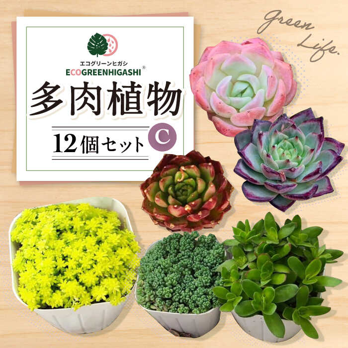 【ふるさと納税】オリジナル鉢付き！かわいい売れ筋多肉植物お届けセットC / 観葉植物 多肉 多肉植物 インテリア / エコグリーンヒガシ / 大村市[ACAL006]