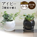 【ふるさと納税】観葉植物 アイビー ヘデラ 3種 寄せ植え ボール形 陶器 鉢植え (白/黒)インテリア ギフト / 観葉 植物 インテリア おしゃれ プレゼン...