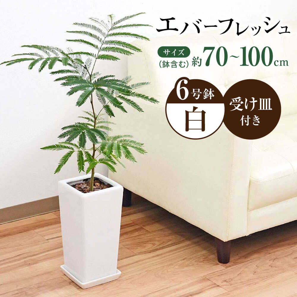 観葉植物 エバーフレッシュ ネムノキ スクエア陶器鉢植え 6号/観葉 鉢 植物 インテリア おしゃれ プレゼント/大村市/琴花園[ACYK038]