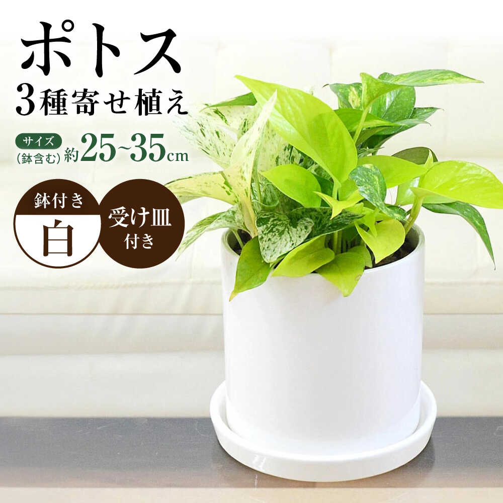 【ふるさと納税】観葉植物 ポトス 3種類寄せ植え 円柱形陶器鉢植え/観葉 観葉植物 ぽとす 植物 鉢 インテリア おしゃれ プレゼント/大村市/琴花園[ACYK039]