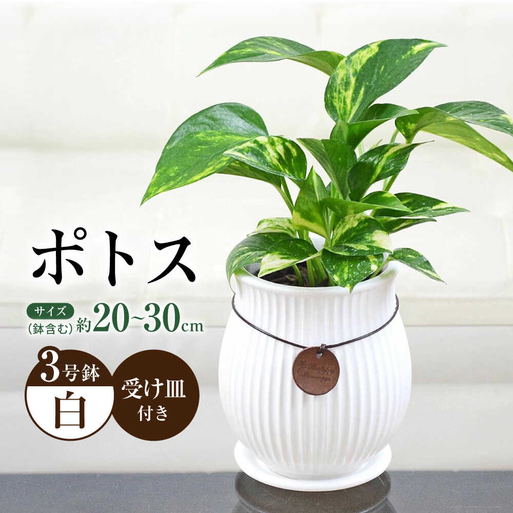 【ふるさと納税】観葉植物 ポトス陶器鉢 バーティカルライン タグ付き 3号/ ポトス ぽとす 観葉 植物 インテリア おしゃれ プレゼント/大村市/琴花園[ACYK040]