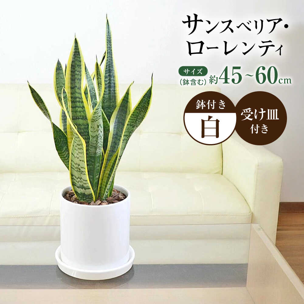 観葉植物 サンスベリア ローレンティ円柱形シリンダー陶器鉢植え/サンスベリア 鉢植え 観葉 植物 インテリア おしゃれ プレゼント/大村市/琴花園[ACYK042]