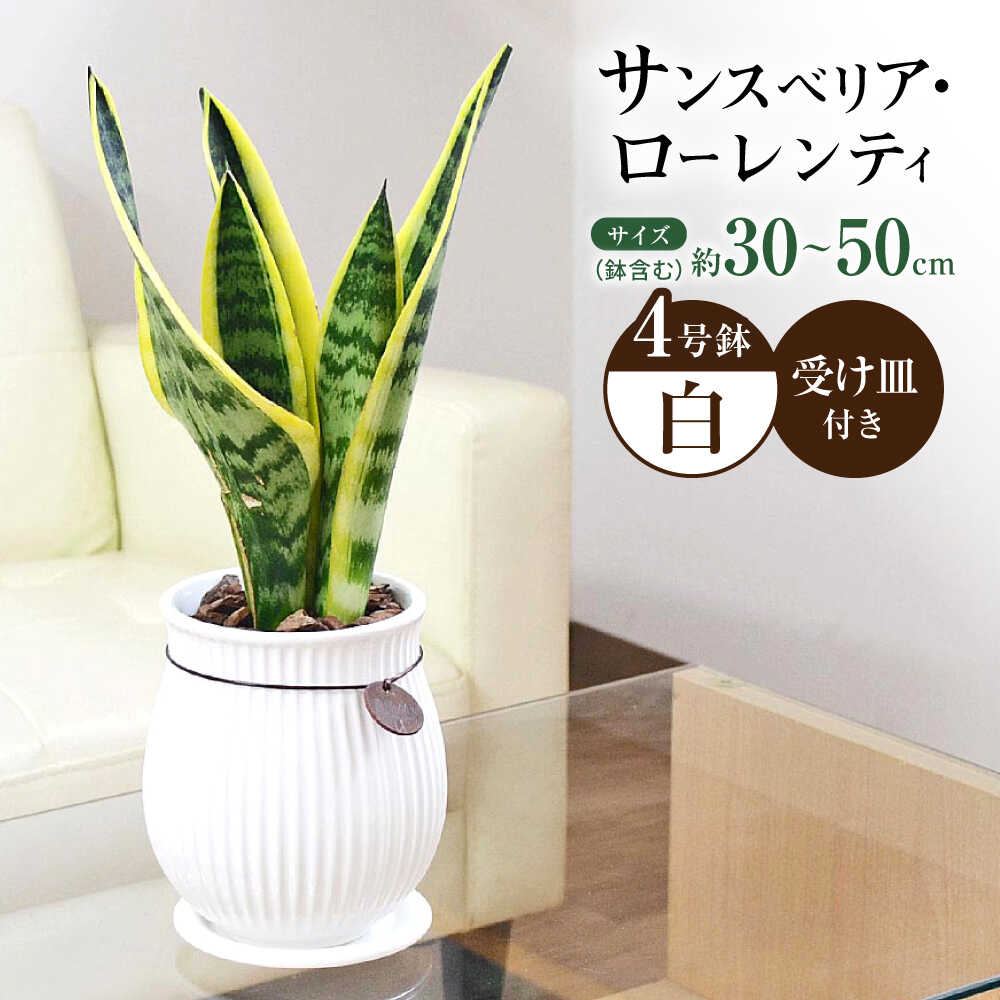 観葉植物 サンスベリア ローレンティ バーティカルライン タグ付き 4号 ホワイト/サンスベリア 鉢植え 観葉 植物 インテリア おしゃれ プレゼント/大村市/琴花園[ACYK043]