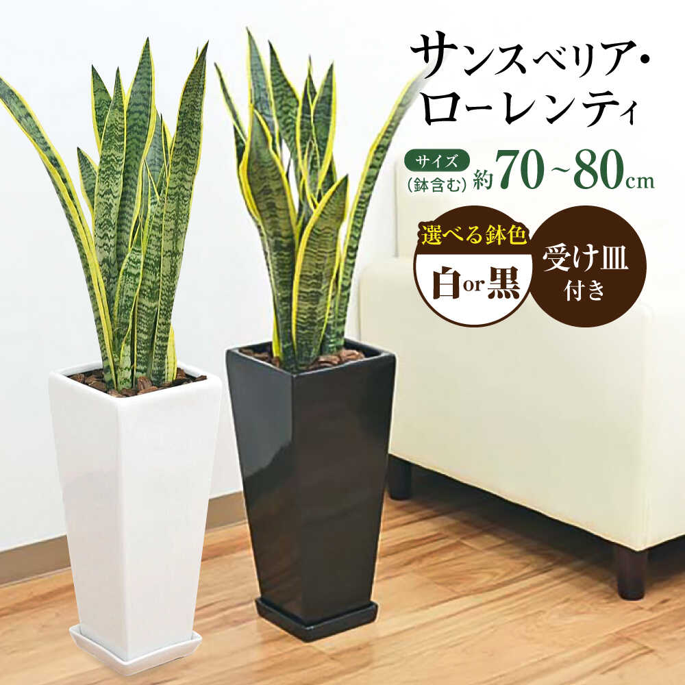 [選べるカラー]観葉植物 サンスベリア ローレンティ 7号 白 黒 陶器鉢植え 75cm ロングスクエア/サンスベリア 鉢植え 観葉 植物 インテリア おしゃれ プレゼント/大村市/琴花園[ACYK044]