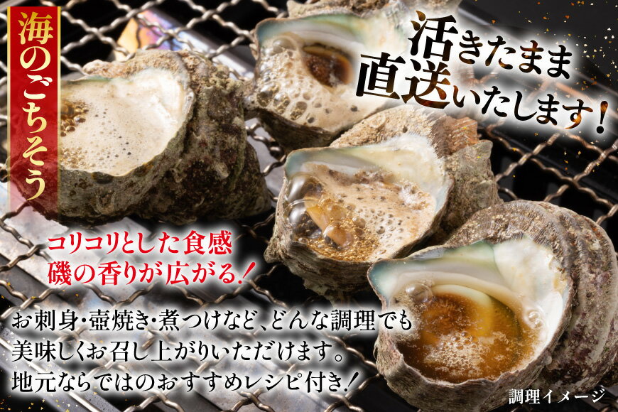 【ふるさと納税】サザエ つぼ焼き 天然 活サザエ 1.8kg 10回 定期便 計 18kg [ひらど新鮮市場 長崎県 平戸市 hr42bgy400079] さざえ 希少 貝 魚介 魚介類 海鮮 海産物 刺身 壺焼き バーベキュー BBQ 国産