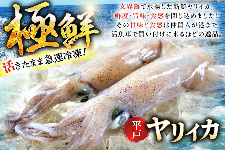 【ふるさと納税】イカ 刺身 極鮮 ヤリイカ 計1.5kg（約500g×3回） 3回 定期便 [海隆丸 長崎県 平戸市 hr42bgy400090] おつまみ ヤリイカ 新鮮 海鮮 魚介 瞬間冷凍 冷凍 コリコリ 直送 冷凍 個包装 真空パック