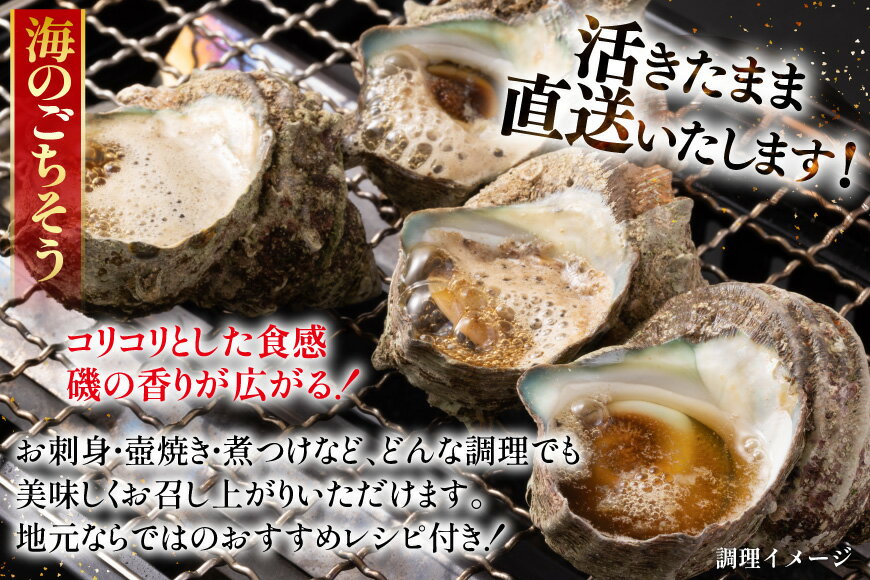 【ふるさと納税】サザエ つぼ焼き 天然 活サザエ 1.8kg 3回 定期便 計 5.4kg [ひらど新鮮市場 長崎県 平戸市 hr42bgy400126] さざえ 希少 貝 魚介 魚介類 海鮮 海産物 刺身 壺焼き バーベキュー BBQ 国産 定期 3ヶ月