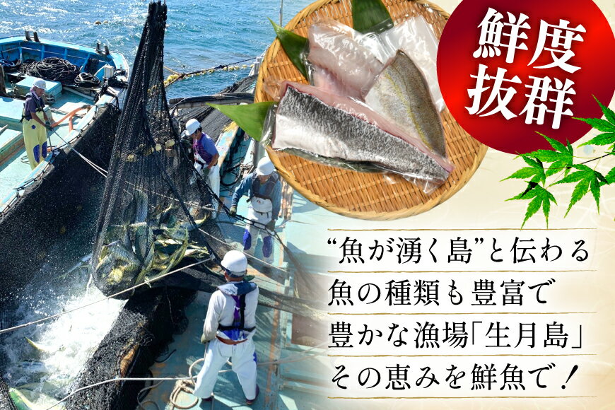 【ふるさと納税】刺身 鮮魚 旬魚 の柵4種 セット （刺身3種＆ イカ 1種）（5〜6人前） 6回 定期便 [舘浦漁業 長崎県 平戸市 hr42bgy420045] おつまみ おつまみ 柵 冷蔵 新鮮 海鮮 盛り合わせ 旬 切るだけ 真空パック