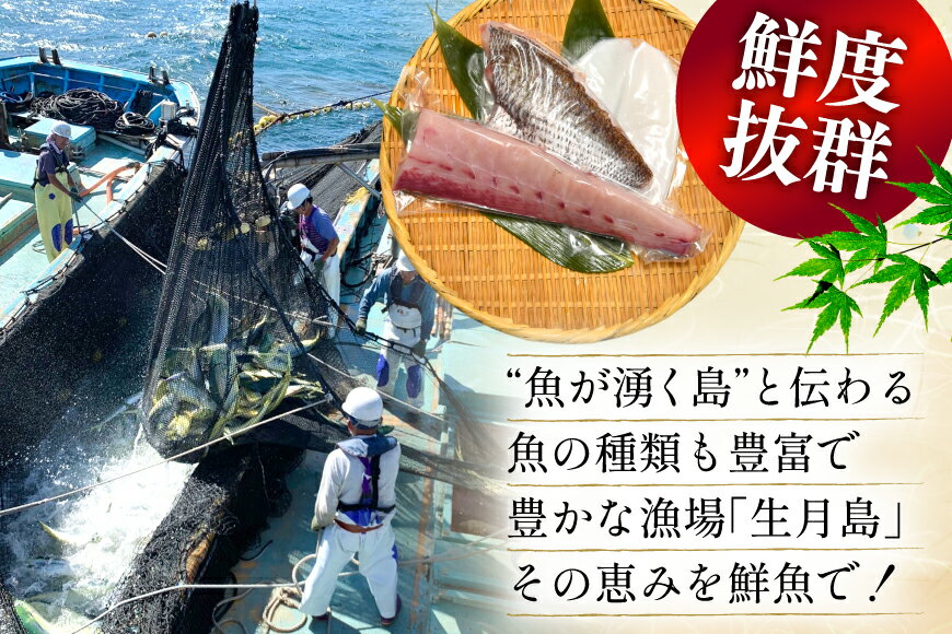 【ふるさと納税】刺身 鮮魚 旬魚 の柵3種 セット （刺身2種＆ イカ 1種）（4〜5人前） 12回 定期便 [舘浦漁業 長崎県 平戸市 hr42bgy420062] おつまみ 柵 冷蔵 新鮮 海鮮 盛り合わせ 旬 切るだけ 真空パック