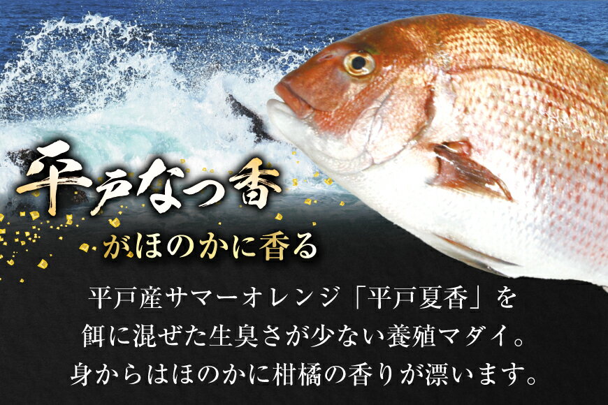【ふるさと納税】タイ 刺身 平戸なつ香 鯛 丸々 1匹 約2kg 12回 定期便 総計 約24kg [（株）坂野水産 長崎県 平戸市 hr42bgy420457] 魚介 さかな 刺身用 さしみ 冷蔵 おかず フルーツ魚 夏香 鮮魚 海鮮 鍋 海鮮丼 切り身 鍋 tai