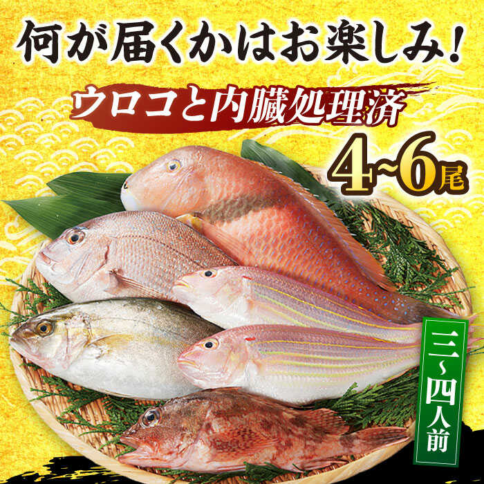 【ふるさと納税】【選べる発送月】平戸 地魚 詰合せ 4～6尾 【平戸瀬戸市場協同組合】 [KAA153] 発送時期が選べる