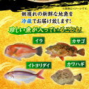 【ふるさと納税】【選べる発送月】平戸 地魚 詰合せ 4～6尾 【平戸瀬戸市場協同組合】 [KAA153] 発送時期が選べる 3