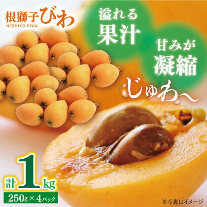 【先行予約】【栽培期間中農薬不使用】根獅子びわ250g（5～6個）×4P 平戸市 / しげさん農園 [KAA314] 果物 フルーツ びわ 枇杷 ジューシー