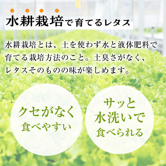 【ふるさと納税】【6回定期便】 平戸産 水耕栽培レタス 72個（4種×18個）【モロフジファーム】 [KAA366]