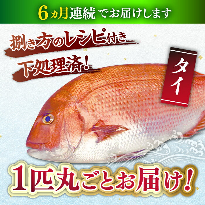 【ふるさと納税】【全6回定期便】 タイ 平戸なつ香 約2kg 【坂野水産】[KAA477]