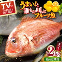 【ふるさと納税】【全6回定期便】 タイ 平戸なつ香 約2kg 【坂野水産】[KAA477]