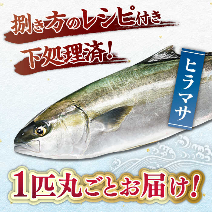 【ふるさと納税】ヒラス（ヒラマサ） 平戸なつ香 約4kg 平戸市 / 坂野水産 [KAA001] 鮮魚 魚介 夏香 みかん オレンジ レシピ付き ひらす ひらまさ ヒラス ヒラマサ 鮮魚 刺身