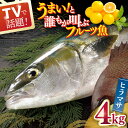 23位! 口コミ数「3件」評価「5」ヒラス（ヒラマサ） 平戸なつ香 約4kg 平戸市 / 坂野水産 [KAA001] 鮮魚 魚介 夏香 みかん オレンジ レシピ付き ひらす ひ･･･ 