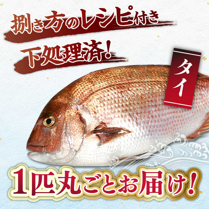 【ふるさと納税】タイ 平戸なつ香 約2kg 平戸市 / 坂野水産 [KAA002] 魚 ブランド たい 鯛 鮮魚 魚介 海鮮 夏香 みかん オレンジ レシピ付き 刺身