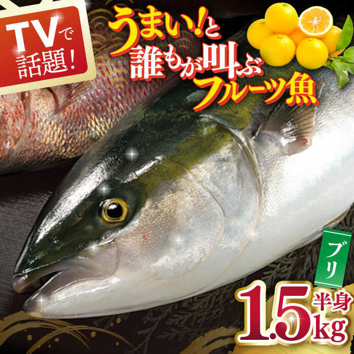 魚介類・水産加工品(ブリ)人気ランク48位　口コミ数「2件」評価「5」「【ふるさと納税】ブリ（半身） 平戸なつ香 約1.5kg【坂野水産】 [KAA004]　鮮魚 夏香 なつ香 ブリ 長崎県 平戸 長崎 平戸市 刺身 まるごと 一本」