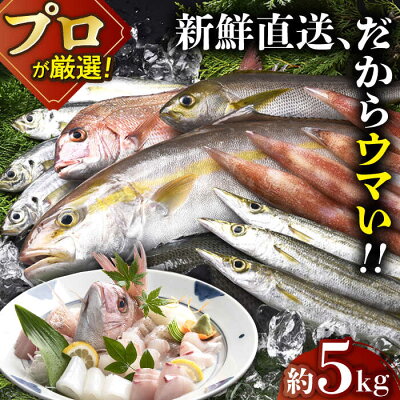 楽天ふるさと納税　【ふるさと納税】【漁師から直送】旬の 朝獲れ 鮮魚 約5kg 平戸市 / 綾香水産 [KAC016] 真鯛 カワハギ アラカブ イカ アジ イサキ タチウオ カツオ サバ メジナ ヒラメ