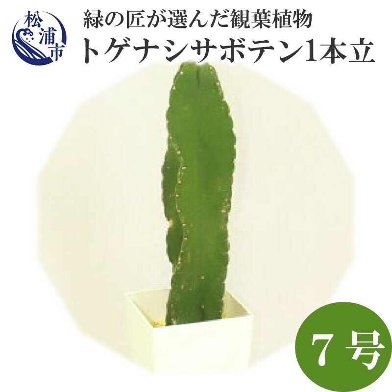 サボテン 【ふるさと納税】緑の匠が選んだ観葉植物 素敵な空間づくりに トゲナシサボテン 1本立 7号【B6-006】 サボテン トゲナシサボテン 観葉植物 緑 空間づくり インテリア おしゃれ