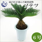 【ふるさと納税】緑の匠が選んだ観葉植物 素敵な空間づくりに ソテツ 6号【C2-021】 ソテツ 観葉植物 緑 空間づくり インテリア おしゃれ