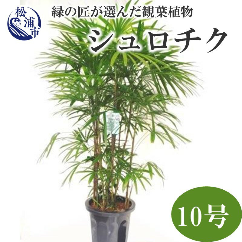 54位! 口コミ数「0件」評価「0」緑の匠が選んだ観葉植物 素敵な空間づくりに シュロチク 10号【E5-002】 シュロチク 観葉植物 緑 空間づくり インテリア おしゃれグ･･･ 