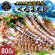 【ふるさと納税】東興のくるまえび 800g入【C8-004】 ふるさと納税 車海老 長崎 ふるさと納税 くるまえび ふるさと納税 クルマエビ 車えび 活きくるまえび 活き車えび えび エビ 養殖 刺身 塩焼き 天ぷら 常温 贈答用 松浦市 送料無料