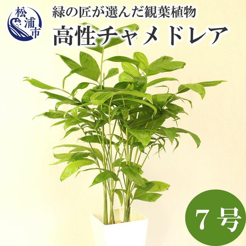 1位! 口コミ数「1件」評価「2」緑の匠が選んだ観葉植物 素敵な空間づくりに 高性チャメドレア 7号【B6-007】 チャメドレア 観葉植物 緑 空間づくり インテリア おし･･･ 