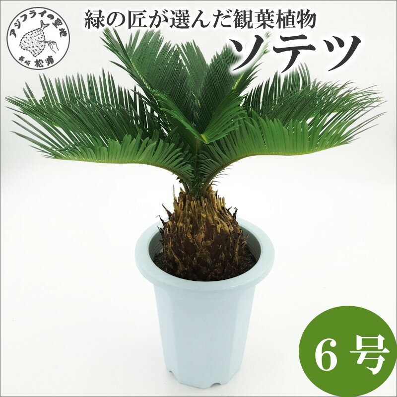 楽天市場】ソテツ(高さ(植物)~ 70.9cm)の通販 楽天市場】ソテツ(高さ(植物)~ 70.9cm)の通販