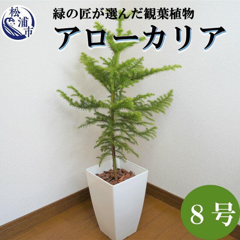 17位! 口コミ数「1件」評価「5」緑の匠が選んだ観葉植物 素敵な空間づくりに アローカリア 8号【D0-008】アローカリア 観葉植物 緑 空間づくり インテリア おしゃれ