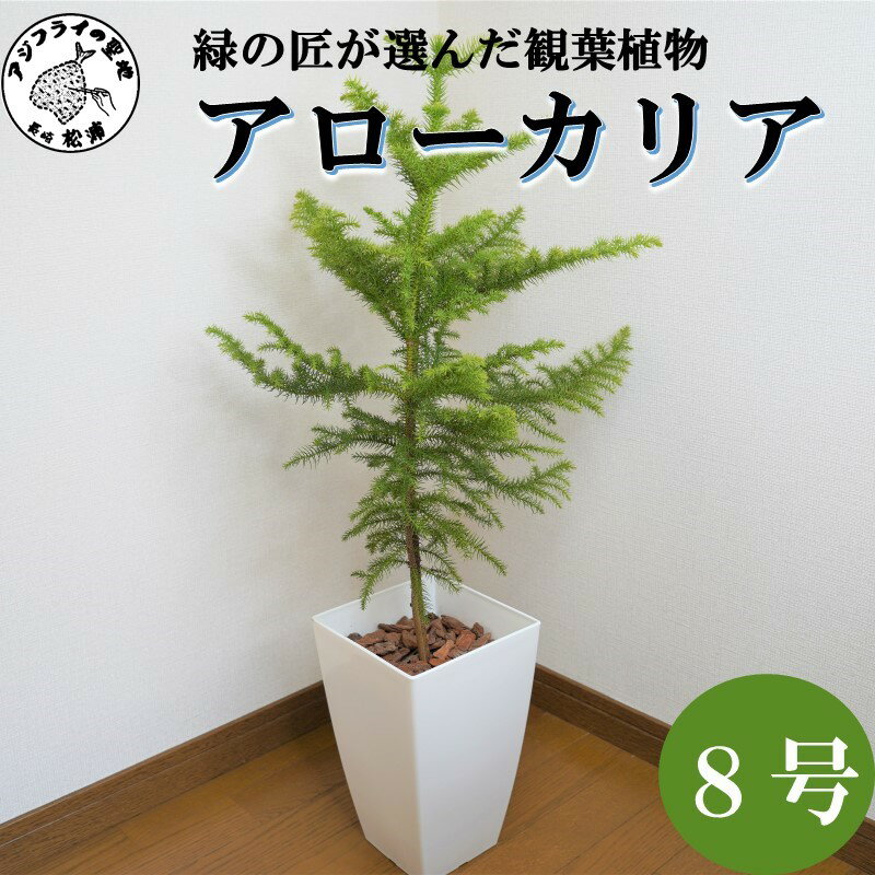 楽天市場】アロカリア(花・ガーデン・DIY)の通販 楽天市場】アロカリア(花・ガーデン・DIY)の通販