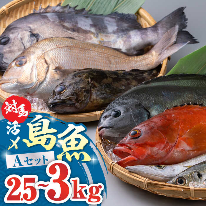 49位! 口コミ数「1件」評価「5」対馬 活〆 島魚セット 2.5～3kg《対馬市》【対馬地域商社】九州 長崎 鮮魚 [WAC004]