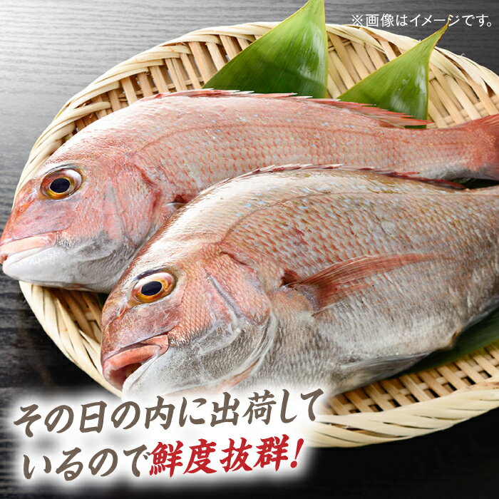 【ふるさと納税】対馬 マダイ 3枚おろし 約1.2kg《対馬市》【海風商事】国産 長崎 九州 刺身 [WAD005]