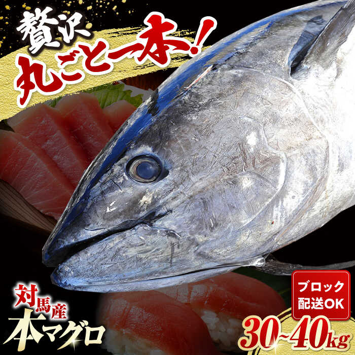 【ふるさと納税】対馬産 養殖 本マグロ 1尾（30~40kg）《対馬市》【対海】 冷凍 新鮮 ブロック 1本 お...