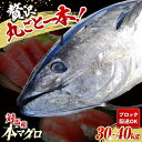 【ふるさと納税】対馬産 養殖 本マグロ 1尾(30~40kg)《対馬市》【対海】 冷凍 新鮮 ブロック 1本 お祝い パーティ 景品 贈り物 鮪 トロ 50万[...