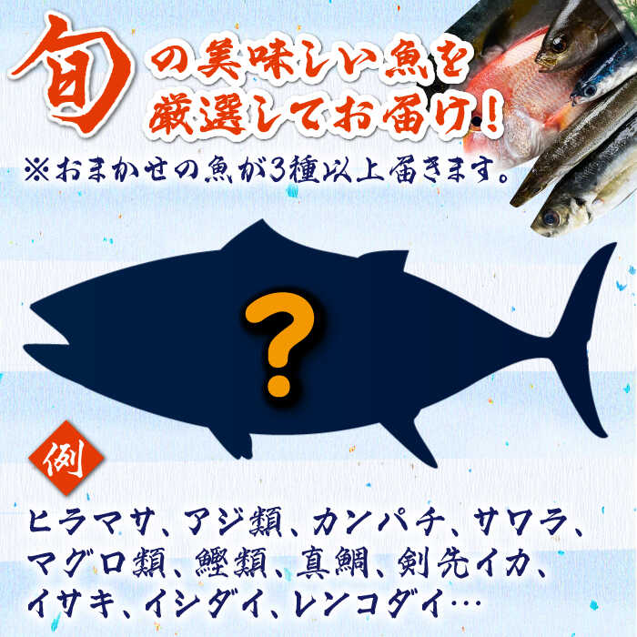 【ふるさと納税】対馬 イカ 姿造り と 刺身 の セット 約600g【真心水産】《対馬市》新鮮 海鮮 いか 冷凍 刺身 ケンサキイカ 島魚 海鮮丼 手巻き寿司[WAK011]