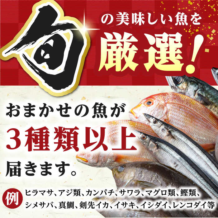 【ふるさと納税】【全3回定期便】対馬 イカ 姿造り と 刺身 の セット 【真心水産】《対馬市》新鮮 海鮮 いか 冷凍 刺身 ケンサキイカ 島魚 海鮮丼 手巻き寿司[WAK013]