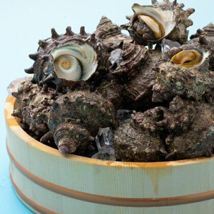 荒磯サザエセット 5kg
