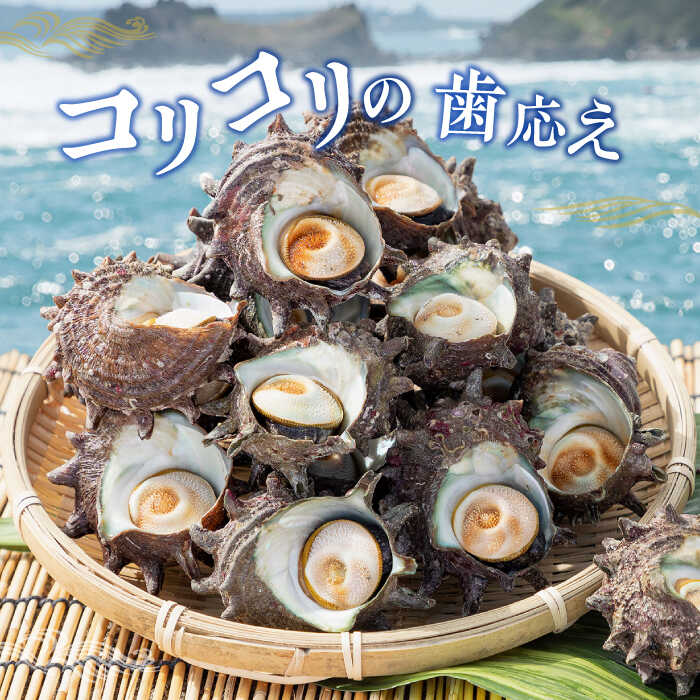 【ふるさと納税】壱岐島 姫サザエ 合計約1.5kg 《壱岐市》【マルショウ水産】[JBB005] 15000 15000円 お刺身 産地直送 冷蔵配送 サザエ さざえ 栄螺 つぼ焼き 冷蔵 生 刺身 BBQ