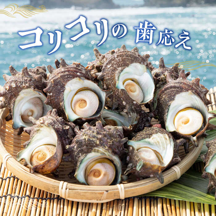 【ふるさと納税】壱岐島 サザエ（特大） 合計約1.5kg 《壱岐市》【マルショウ水産】[JBB006] 15000 15000円 お刺身 冷蔵配送 産地直送 サザエ さざえ 栄螺 つぼ焼き 冷蔵 生 刺身 BBQ