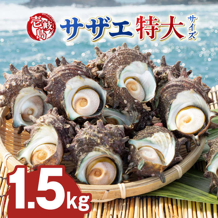 壱岐島 サザエ(特大) 合計約1.5kg [壱岐市][マルショウ水産][JBB006] 15000 15000円 お刺身 冷蔵配送 産地直送 サザエ さざえ 栄螺 つぼ焼き 冷蔵 生 刺身 BBQ