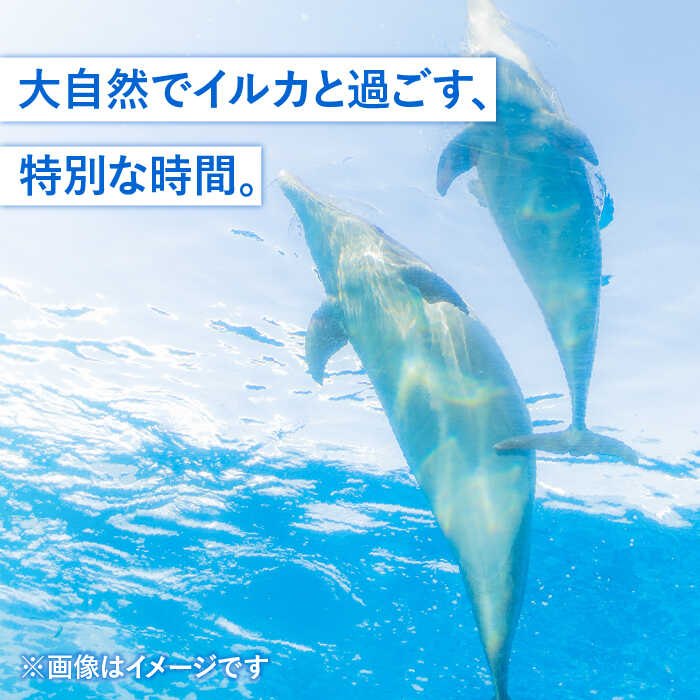 【ふるさと納税】ベーシック・ドルフィントレーナー・プログラム 《壱岐市》【壱岐...