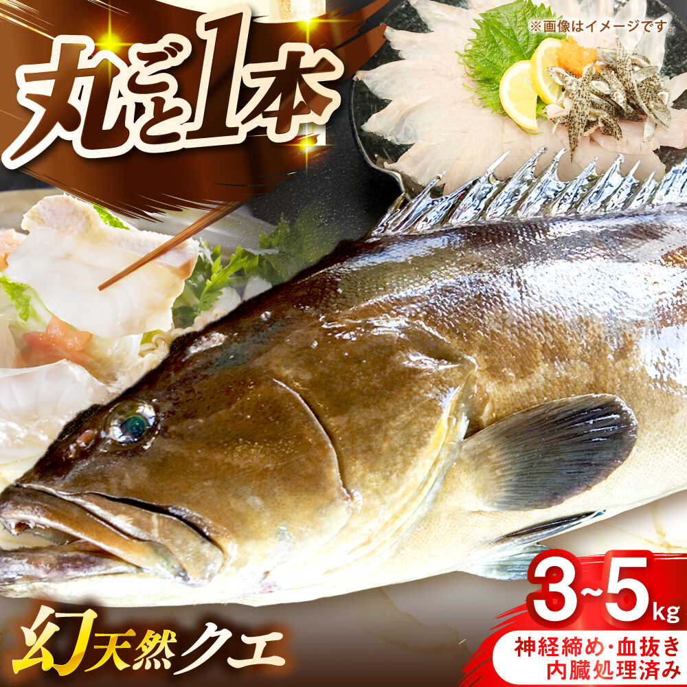 壱岐産 幻天然クエ 丸ごと1本 3kg〜5kg[壱岐市] [みやげ処 縁由]